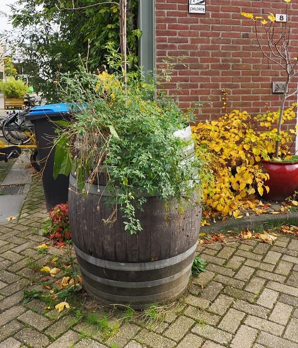 Morgencirculair Regenton 600Px